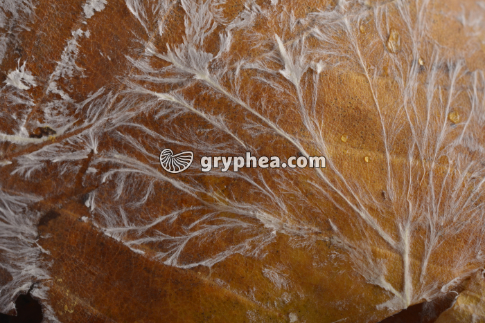 Filaments mycéliens sur feuille morte - gryphea.com